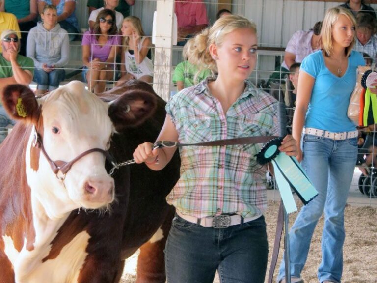 Beef Cattle Newaygo County Fair