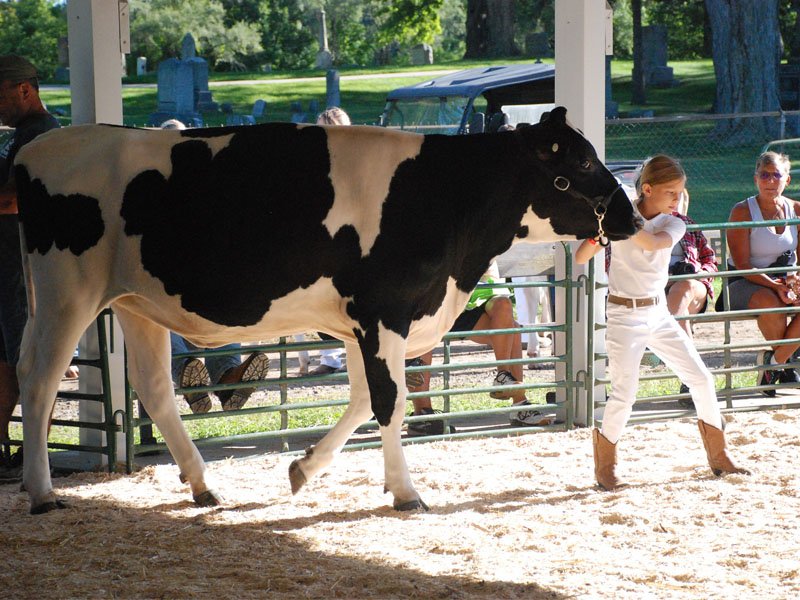 Dairy Cattle Newaygo County Fair