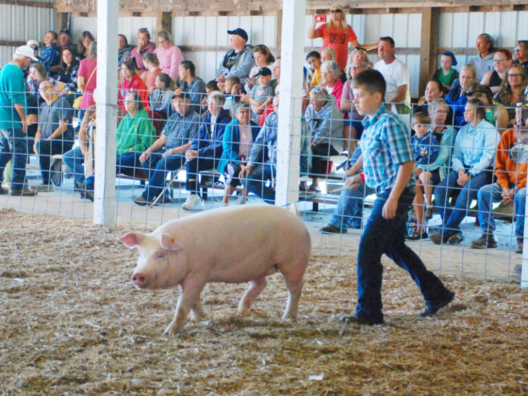 Swine Newaygo County Fair